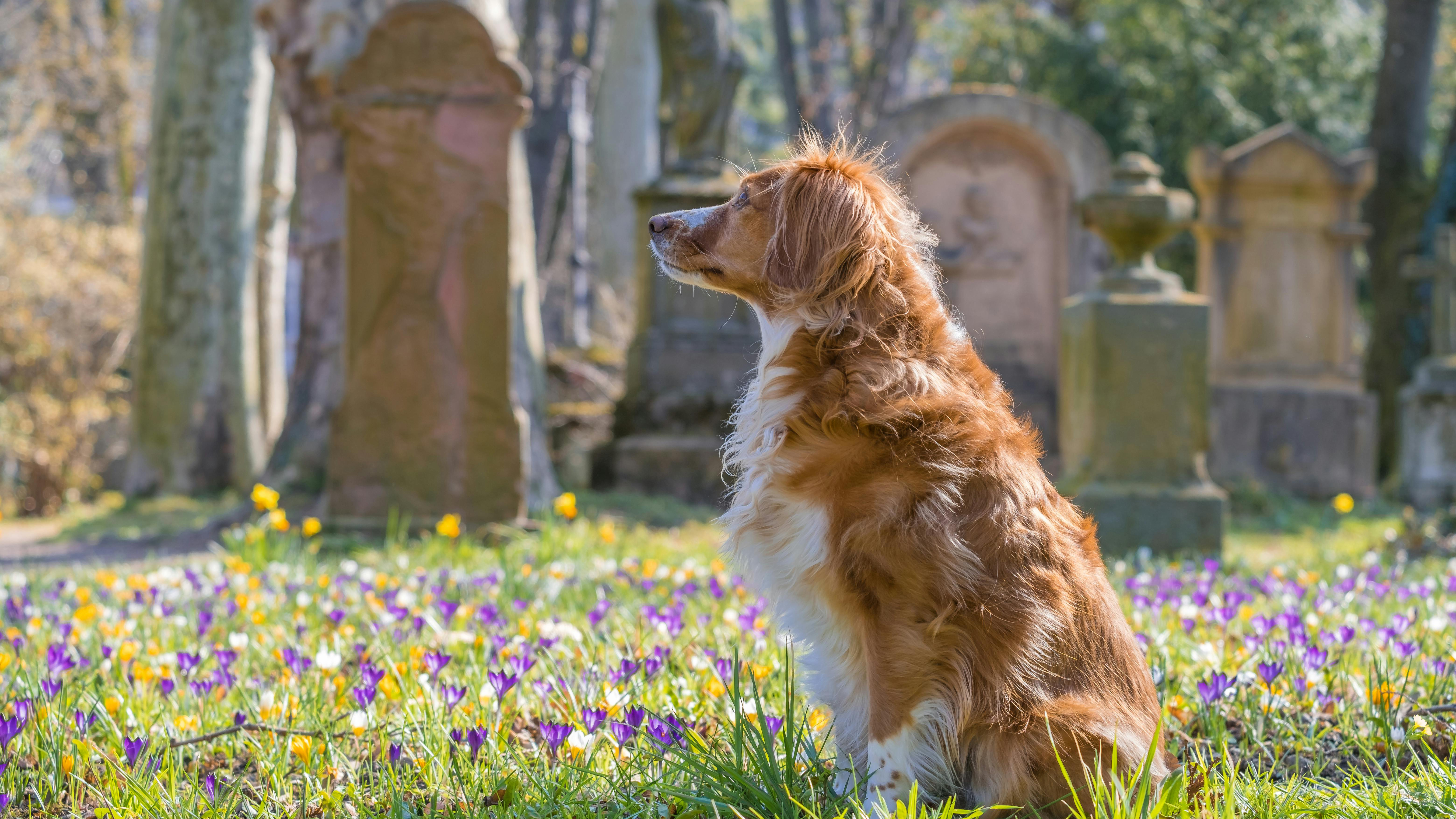Companion Animal and Pet Ceremonies